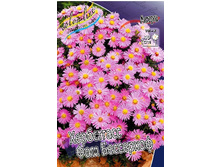 84_Aster Herbstgruss Vom Bresserhof 207 �. �� 5 ��..jpg