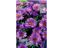 88_Aster Purple Dome 207 �. �� 5 ��..jpg
