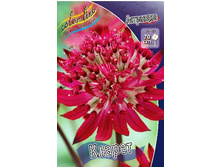 93_Astrantia Claret 186,4�. �� 2 ��..jpg
