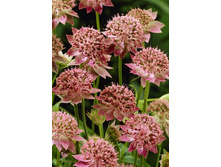96_Astrantia maxima Rosea 145,10 �. �� 2 ��..jpg
