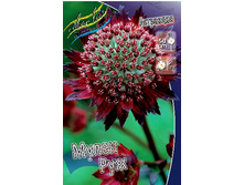 97_Astrantia Moulin Rouge 193,7 �. �� 1 ��..jpg