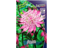 95_Astrantia Lola 193,7 �. �� 2 ��..jpg
