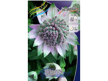 99_Astrantia Shaggy 198,5 �. �� 2 ��..jpg