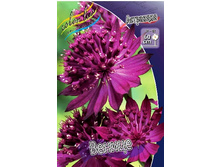 102_Astrantia Venice 242,2 �. �� 2 ��..jpg