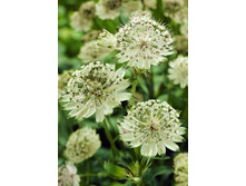 100_Astrantia Snow Star 254,4�. �� 2 ��..jpg