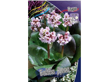 104_Bergenia Baby Doll 248,3 �. �� 2 ��..jpg