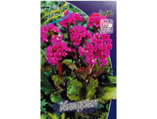 103_Bergenia Abendglut 254,4�. �� 2 ��..jpg