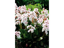 107_Bergenia Dragonfly Angel Kiss NEW 317,5 �. �� 2 ��..jpg