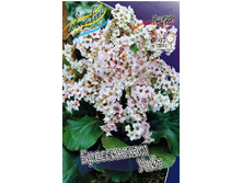 106_Bergenia Bressingham White 254,4 �. �� 2 ��..jpg