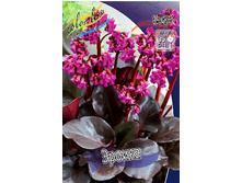 110_Bergenia Erioca 630,8 �. �� 5 ��..jpg