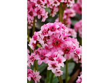 108_Bergenia Dragonfly Sakura 1 NEW 317,5 �. �� 2 ��..jpg
