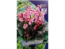 113_Bergenia Magic Giant 278,7 �. �� 2 ��..jpg