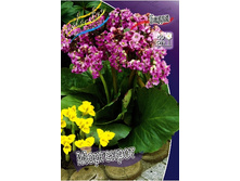 114_Bergenia Morgenroete 242,7 �. �� 2 ��..jpg