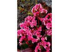 115_Bergenia Pink Dragonfly NEW 317,5 �. �� 2 ��..jpg