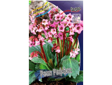 117_Bergenia Rosi Ruffles 254,4 �. �� 2 ��..jpg