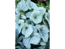 122_Brunnera Alexanders Great 1 NEW 558 �. �� 3 ��..jpg