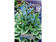 124_Brunnera Emerald Mist 211,9 �. �� 1 ��..jpg