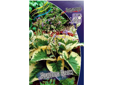 125_Brunnera Hadspen Cream 315,10 �. �� 2 ��..jpg