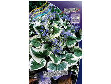 129_Brunnera Variegata 315,10 �. �� 2 ��..jpg