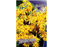 132_Ligularia Desdemona 127,10 �. �� 2 ��..jpg