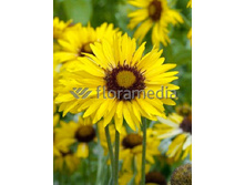 174_Gaillardia Amber Wheels NEW 248,3 �. �� 3 ��..jpg