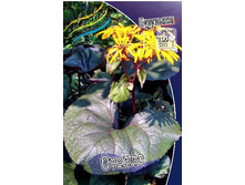 140_Ligularia Othello 127,10 �. �� 2 ��..jpg
