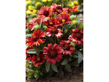 175_Gaillardia Arizona Red Tone 248,3 �. �� 3 ��..jpg