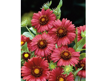 177_Gaillardia Burgunder 248,3 �. �� 3 ��..jpg