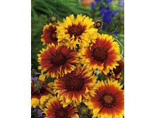 178_Gaillardia Fackelschein 248,3 �. �� 3 ��..jpg
