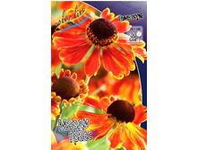 184_Helenium Mardi Gras 273,8 �. �� 3 ��..jpg