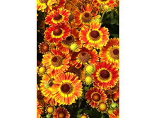 185_Helenium Mariachi Fuego NEW 181,5 �. �� 2 ��..jpg