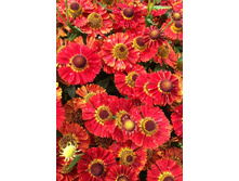 186_Helenium Mariachi Salsa NEW 181,5 �. �� 2 ��..jpg