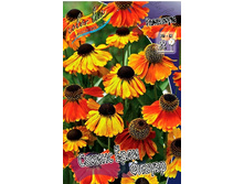 189_Helenium Sahins Early Flowerer 215,5 �. �� 3 ��..jpg