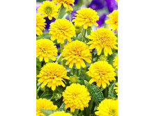 192_Heliopsis Asahi 215,5 �. �� 3 ��..jpg