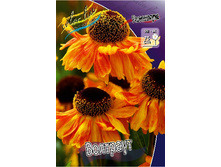 191_Helenium Waldtraut 215,5 �. �� 3 ��..jpg