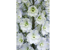 220_Delphinium Alisa 157,20 �. �� 2 ��.jpg