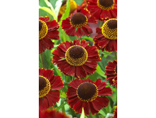 187_Helenium Red Jewel 215,5 �. �� 3 ��..jpg