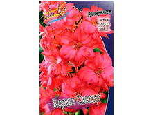 221_Delphinium Coral Sunset 412,3 �. �� 1 ��.jpg