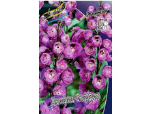 230_Delphinium Delphi's Saffier 230,10 �. �� 2 ��.jpg