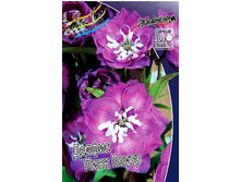 229_Delphinium Delphi's Pink Power 230,10 �. �� 2 ��.jpg