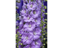 234_Delphinium Gillian Dallas 230,10 �. �� 2 ��.jpg