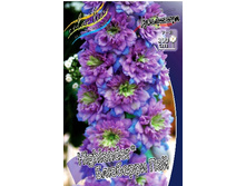236_Delphinium Highlander Blueberry Pie 193,7 �. �� 1 ��.jpg
