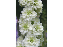 239_Delphinium Highlander Morning Sunrise NEW 193,7 �. �� 1 ��.jpg