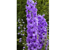244_Delphinium Mighty Atom 230,10 �. �� 2 ��.jpg