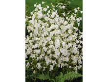 248_Delphinium Snow White (belladonna) 157,20 �. �� 2 ��.jpg