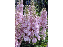 249_Delphinium Strawberry Fair 266,5 �. �� 2 ��.jpg