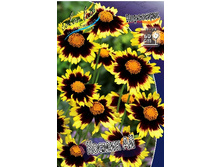 354_Coreopsis Cosmic Eye 273,8 �. �� 2 ��.jpg