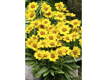 355_Coreopsis Little Sundial NEW 242,2 �. �� 2 ��.jpg