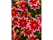 356_Coreopsis Ruby Frost 232,5 �. �� 2 ��.jpg