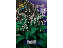 375_Convalaria Rosea 147,5 �. �� 2 ��.jpg